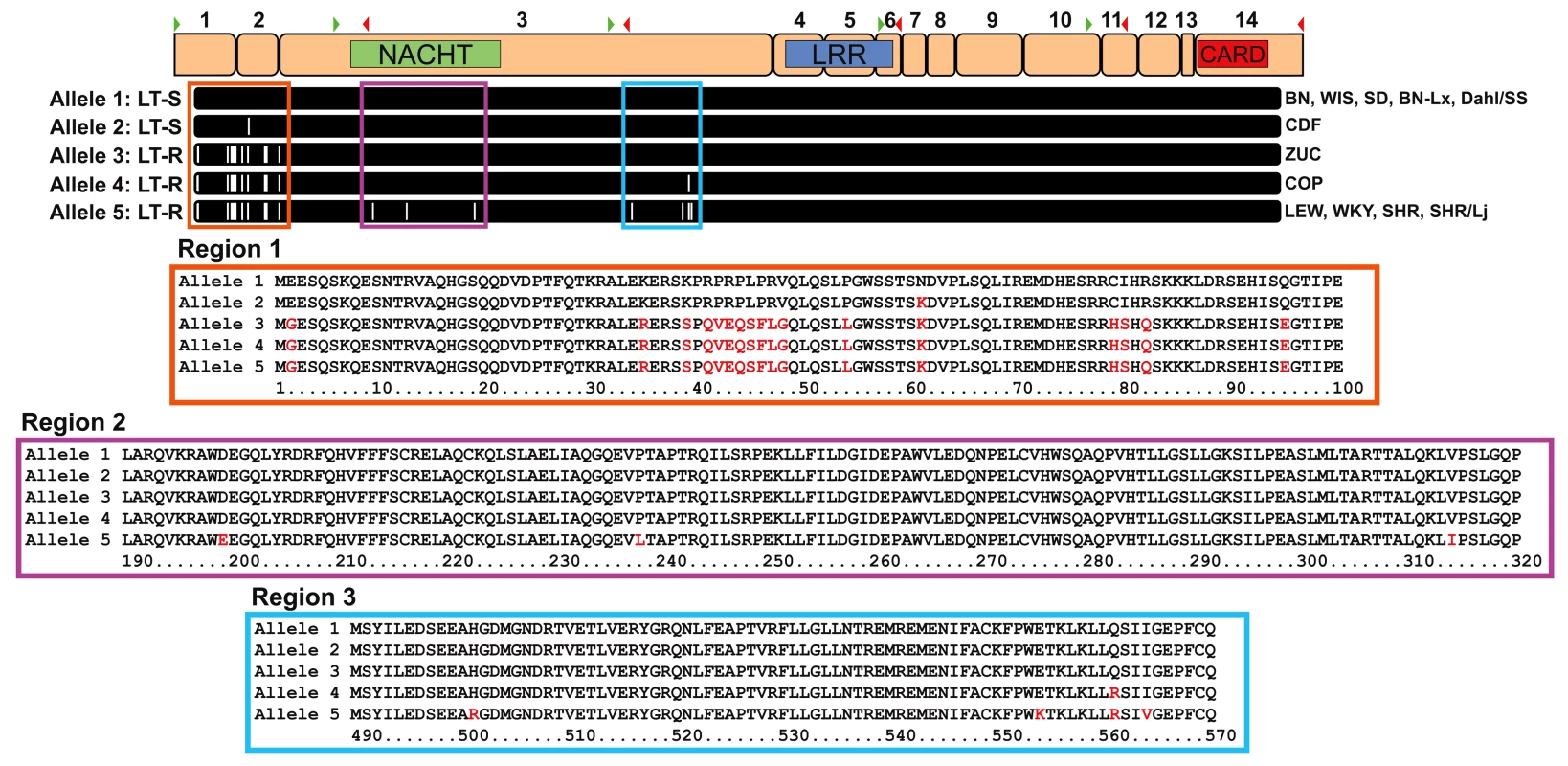 Allelic variations in <i>rNlrp1</i> correlate with LT sensitivity.
