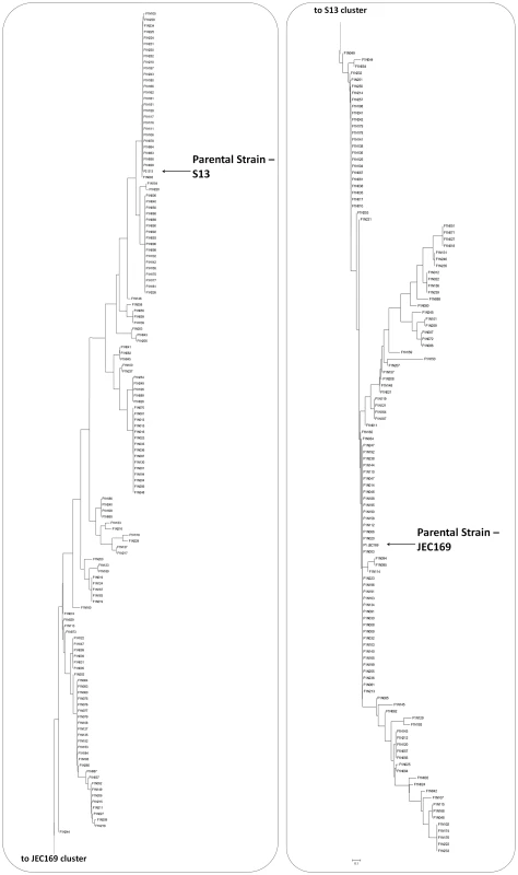 Genetic diversity among meiotic progeny from the laboratory cross between strains JEC169 and S13.