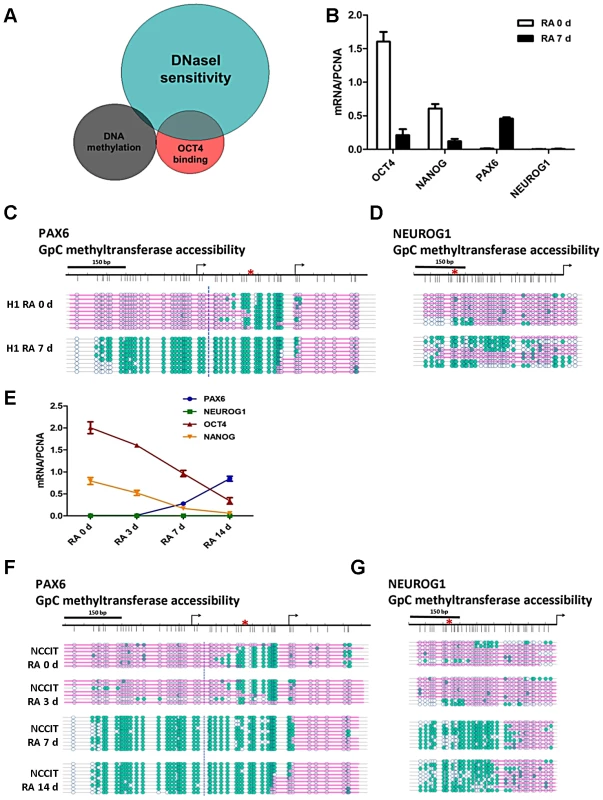 OCT4 target genes show distinctive nucleosome occupancy patterns that underlie the potential for gene expression.