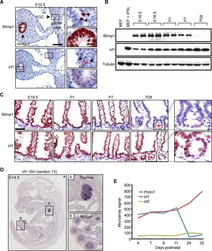 Irf1 is constitutively expressed in the developing thymus and small intestine.