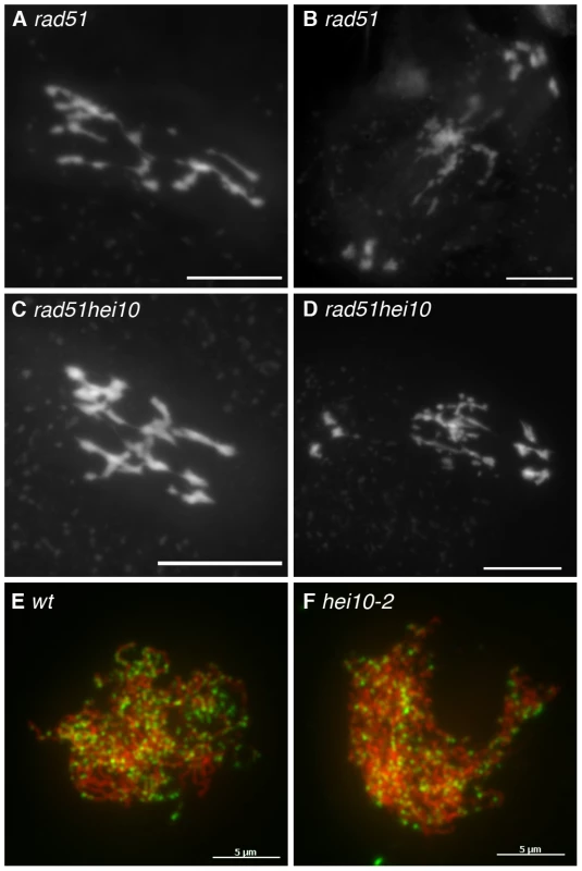 Early recombination defects are not detected in <i>hei10</i> mutants.