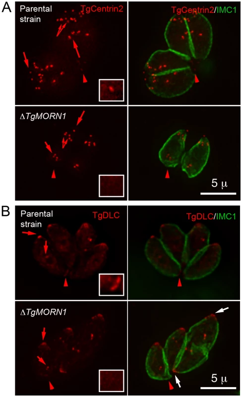 The loss of TgMORN1 affects the localization of other proteins to the basal complex.