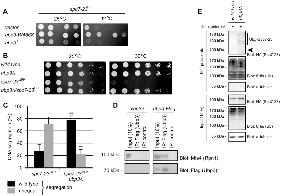 Spc7-23 degradation depends on the proteasome-associated DUB Ubp3.