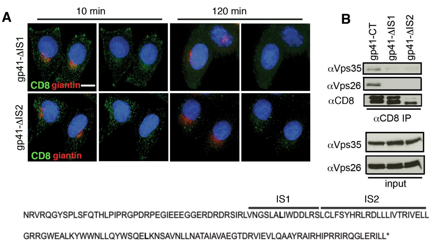 Identification of two internal sequences within the EnvCT required for retromer binding.