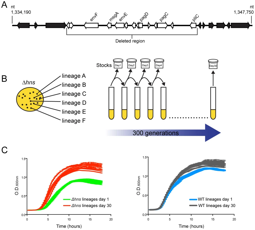 Experimental evolution of <i>S.</i> Typhimurium <i>hns</i> mutants.