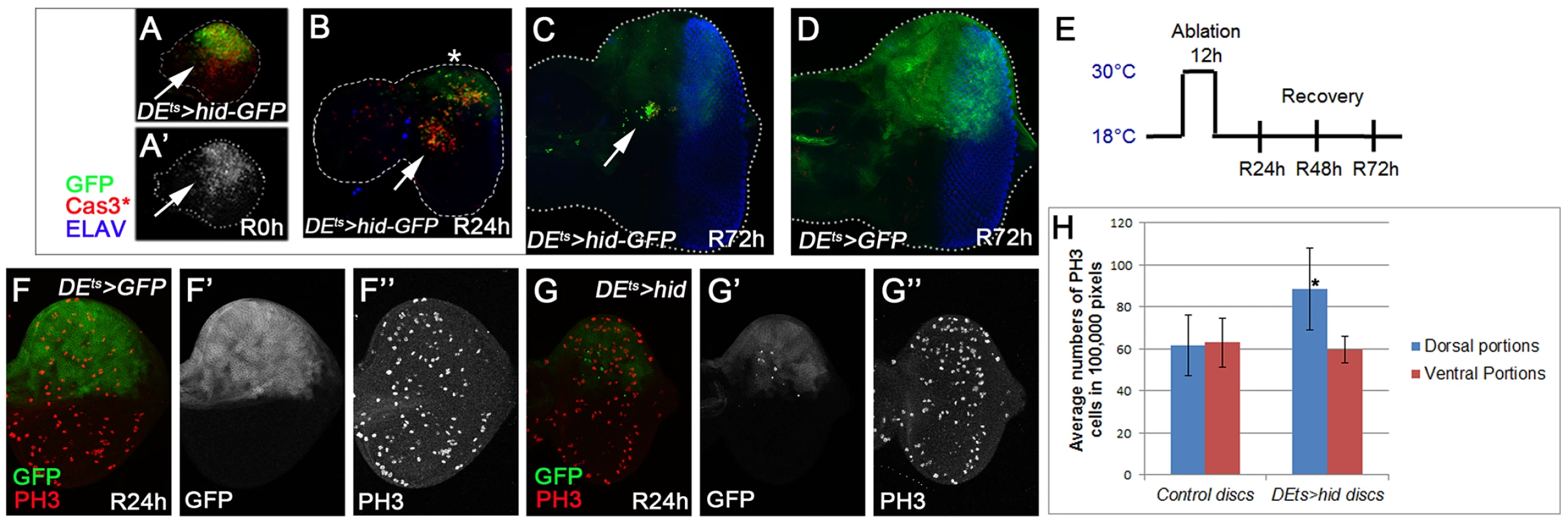 Characterization of ‘genuine’ AiP in the eye imaginal disc: the <i>DE<sup>ts</sup></i>><i>hid</i> model.