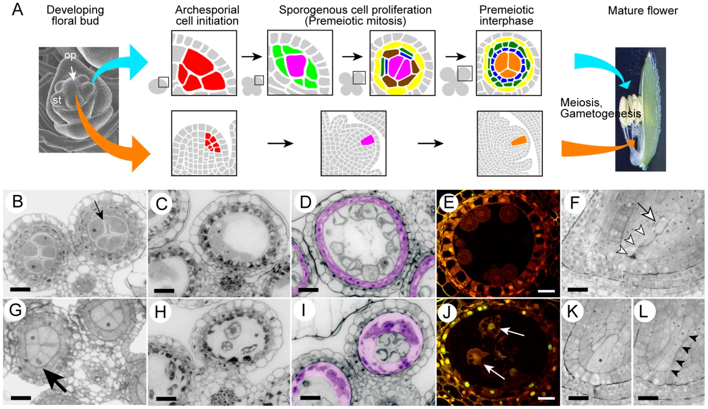 Developmental aberration of germline and nursery cells in the <i>mel2</i> mutant.