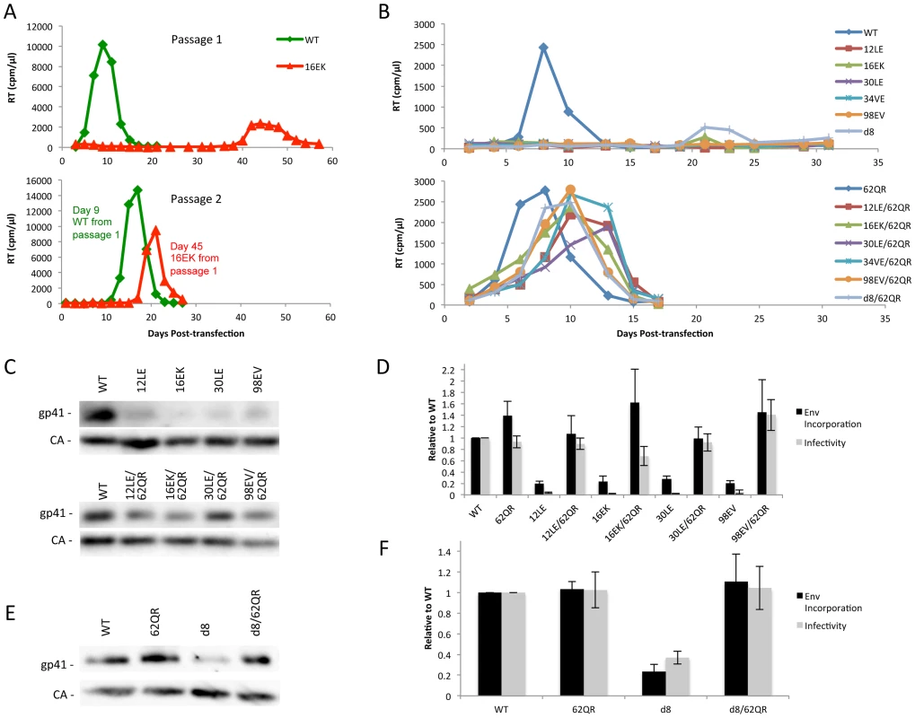 Identification of a second-site mutant capable of rescuing diverse Env-incorporation defective mutants.