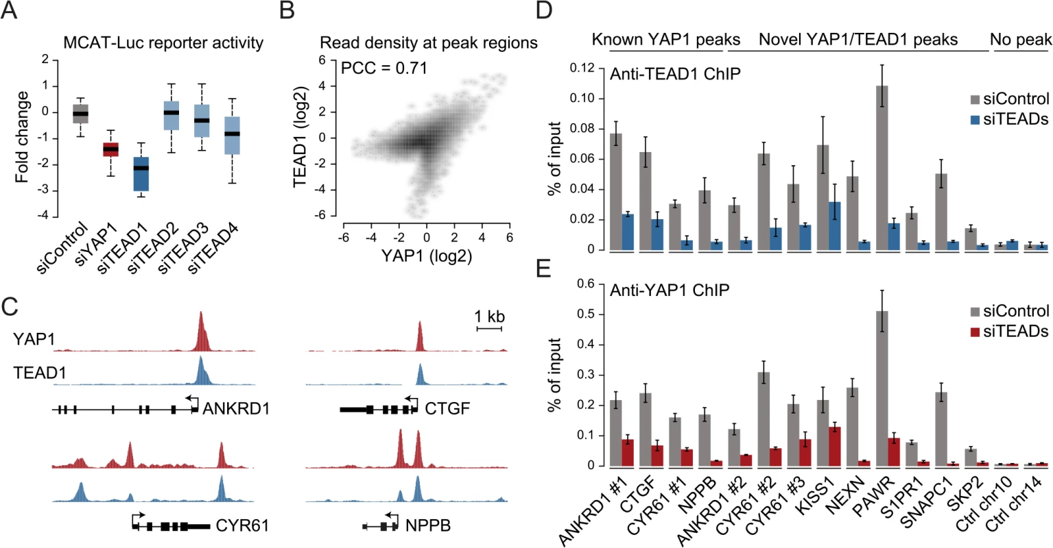 YAP1 peaks are co-occupied by TEAD1.
