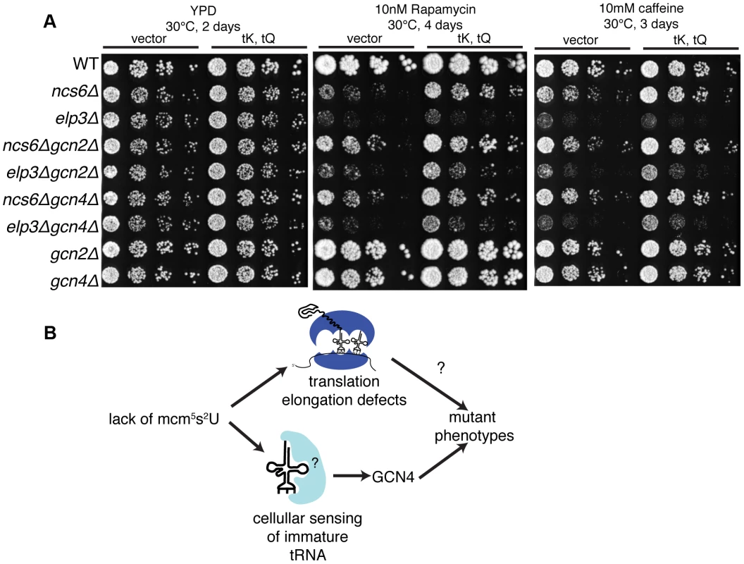 Disruption of the GCN pathway partially suppresses the stress sensitivity of MSUM strains, independently of tRNA overexpression.