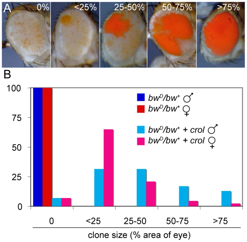 Early over-expression of <i>crol</i> leads to sectored de-repression of <i>bw<sup>+</sup></i>.