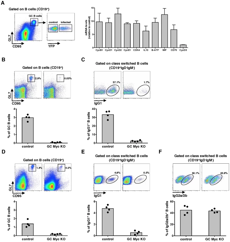 Myc transcriptional activity is upregulated during MuHV-4 latency in GC cells.