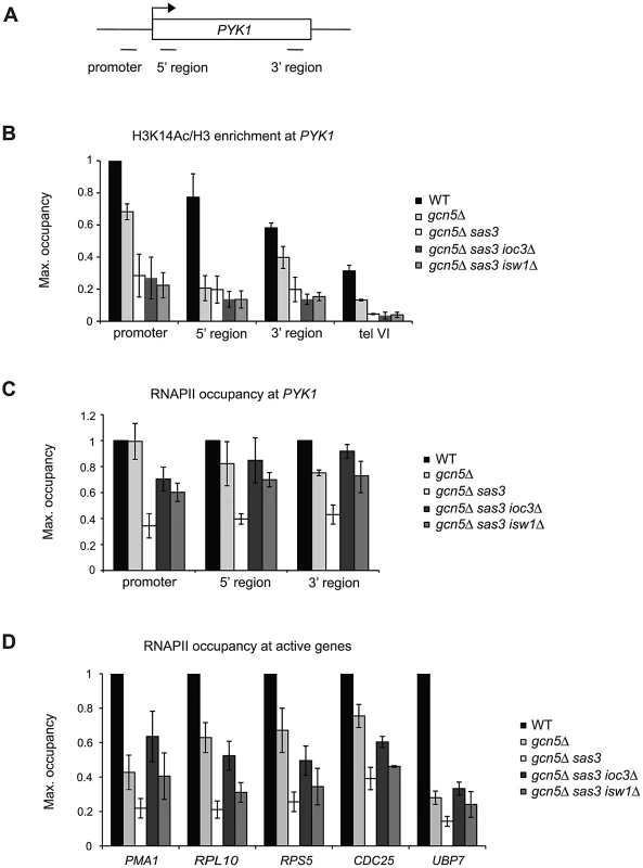 Sas3 and Gcn5 acetyltransferases and Isw1a antagonistically regulate RNAPII recruitment to active genes.