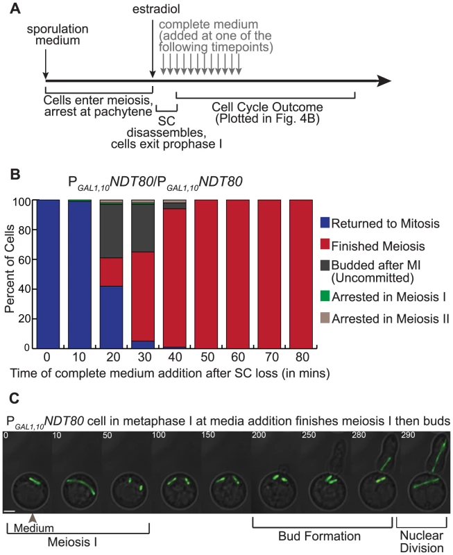 Altering <i>NDT80</i> expression results in inappropriately uncommitted cells.