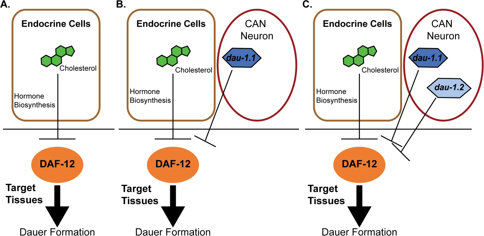 Proposed model for genetic evolution in <i>P</i>. <i>pacificus</i> dauer formation.