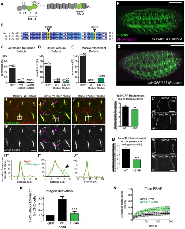 Integrin-binding to the talin head, but not integrin activation, is required for muscle attachment.