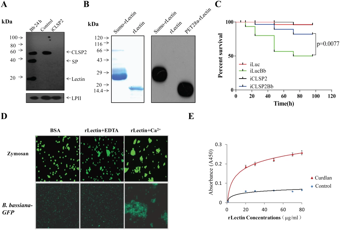 CLSP2 responses to infection by the fungus <i>B</i>. <i>bassiana</i> and isolation of rLectin.