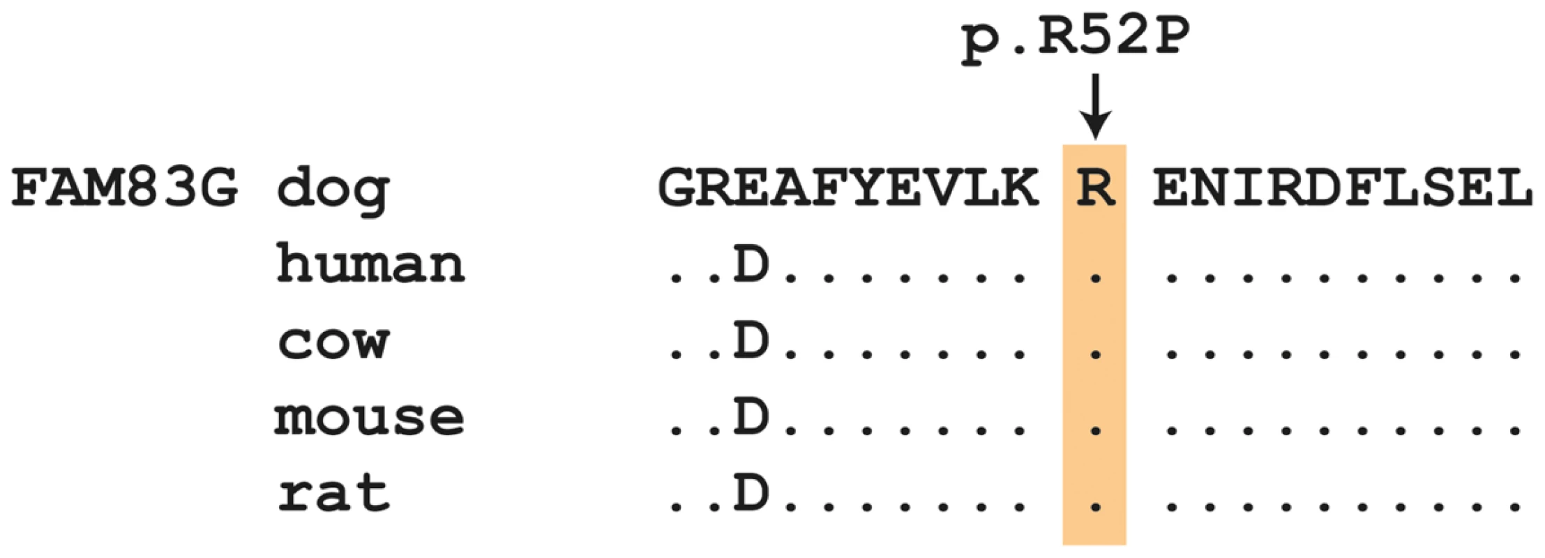 Evolutionary conservation of the arginine residue at position 52 in the FAM83G protein.