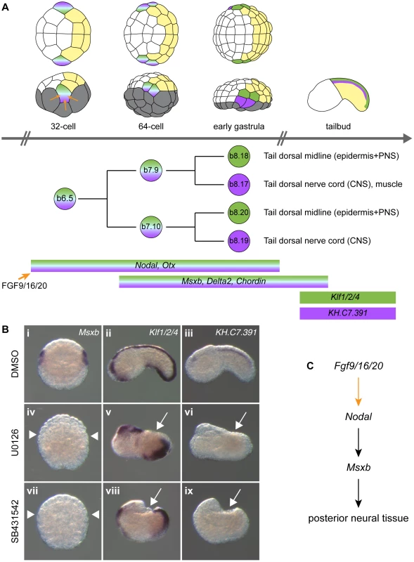 FGF and Nodal signaling are required for posterior neural tissue formation.