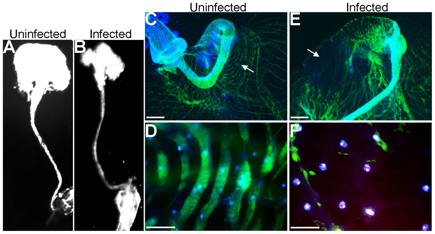 Crop integrity in response to <i>P. aeruginosa</i> infection.