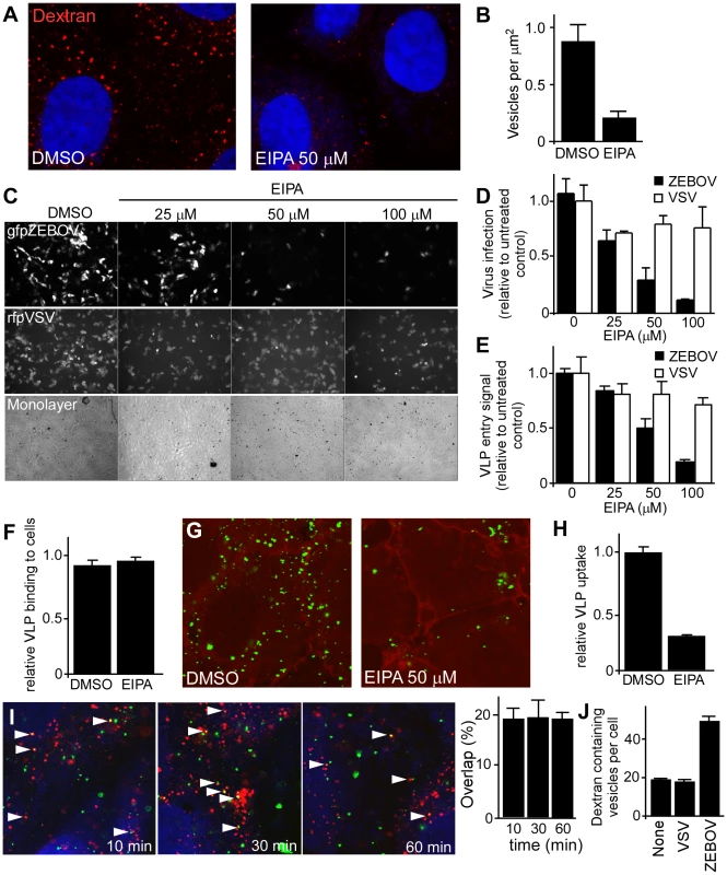 ZEBOV uptake and infection is inhibited by EIPA and VLP uptake is associated with dextran containing vesicles.