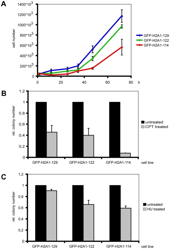 Cells expressing C-terminally truncated GFP-H2A are stress sensitive.