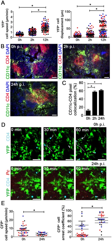 Analysis of the interactions between splenic DCs and CD4<sup>+</sup> T cells after <i>Pc</i> infection.