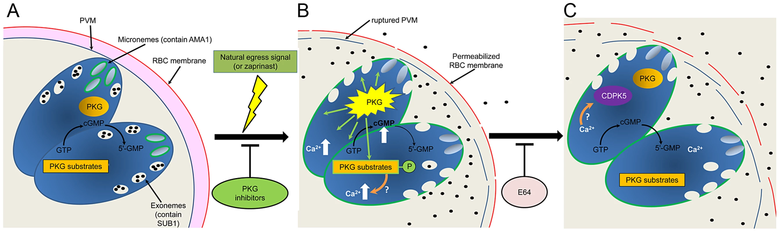 Model of the role of PKG in egress.