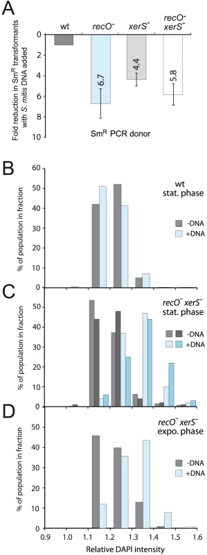 High frequency formation of chromosome dimers upon transformation with <i>S. mitis</i> chromosomal DNA.