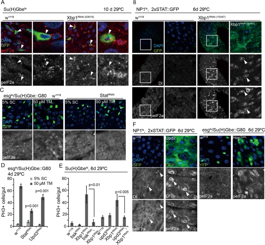 Non-autonomous activation of PERK in ISCs by JAK/Stat signaling.