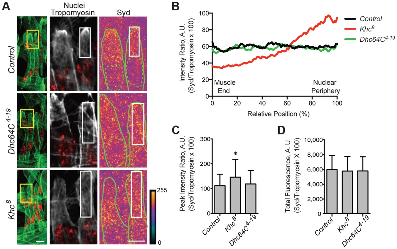Kinesin is required for Syd localization.