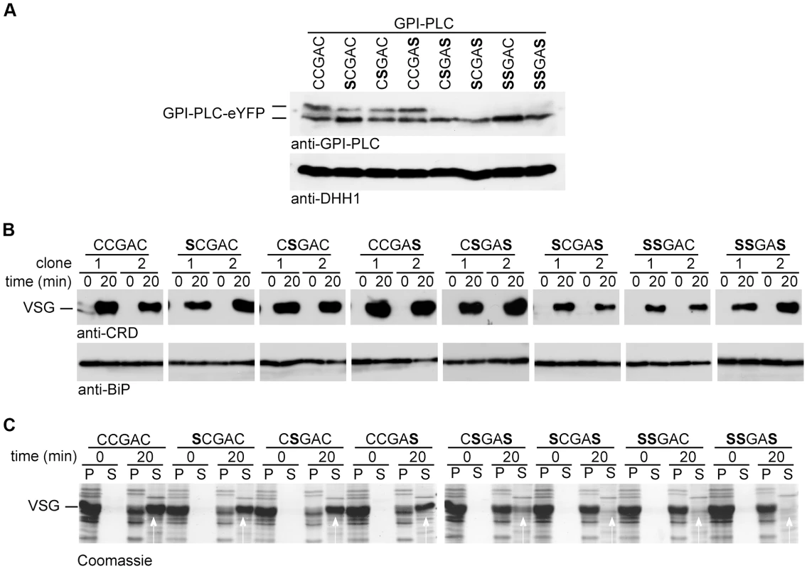 Cysteine mutants are enzymically active but unable to access VSG on hypotonic lysis.
