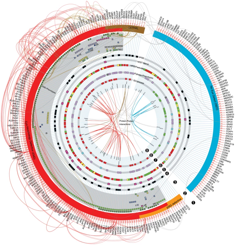The modular landscape of Intellectual Disability.