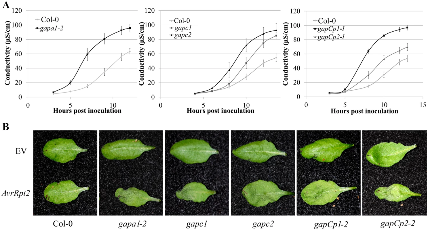 <i>GAPDH</i> knockouts displayed an accelerated hypersensitive response (HR) during effector-triggered immunity.