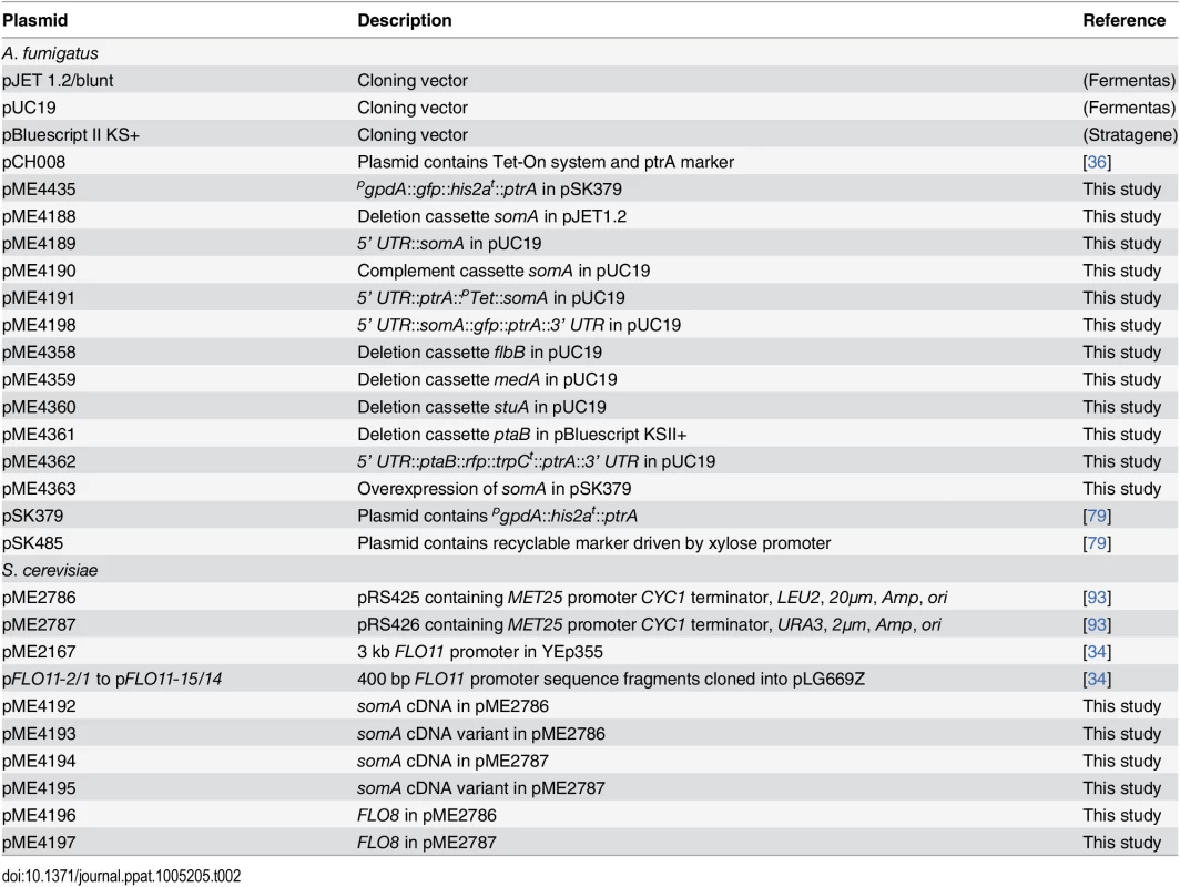Plasmids used in this study.