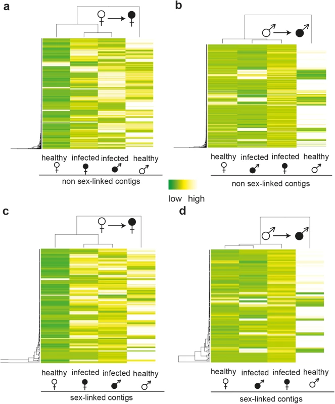 Heat maps and clustering of gene expression in non-infected and infected female and male <i>S</i>. <i>latifolia</i>.