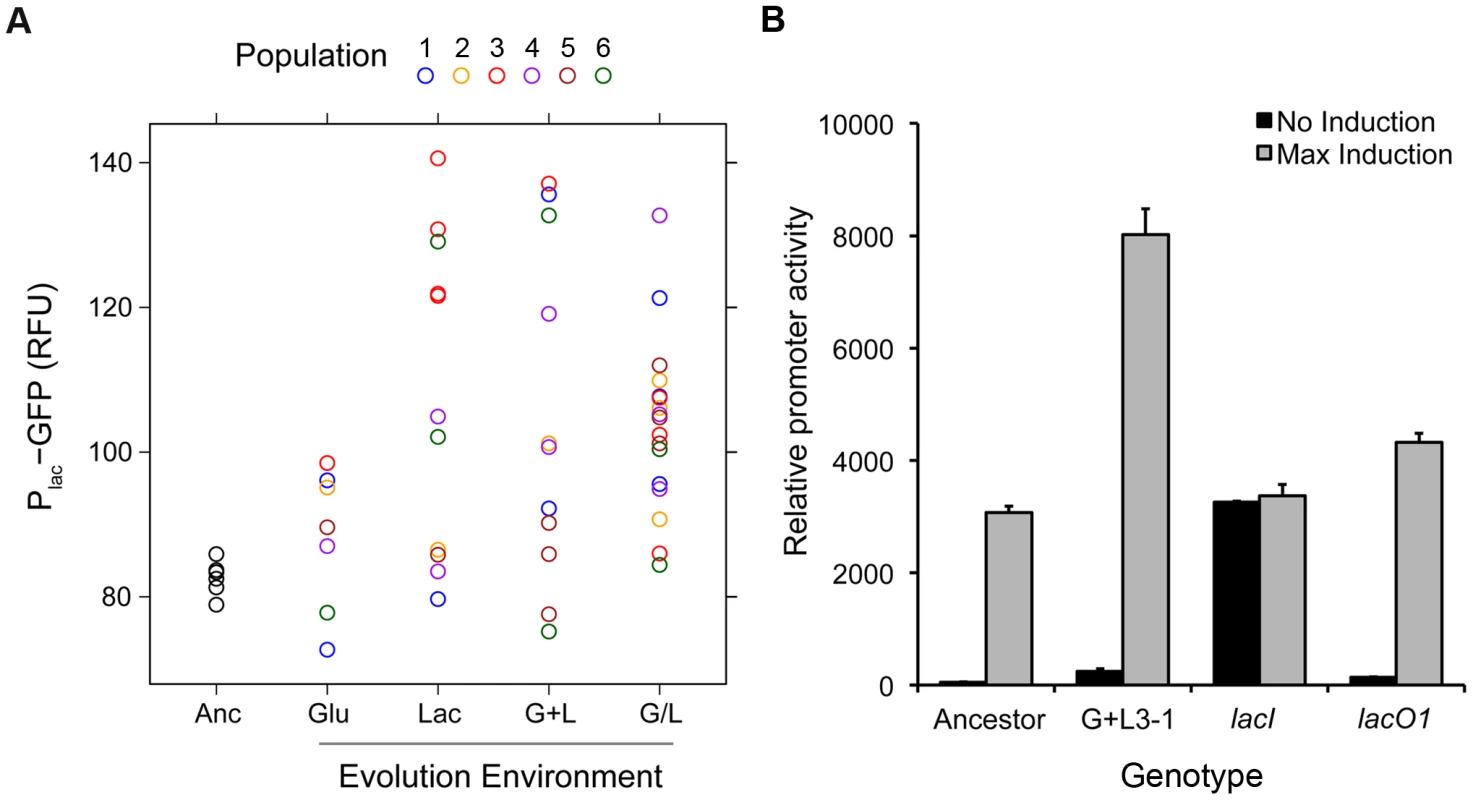 Changes in maximal <i>lac</i> expression for evolved clones.