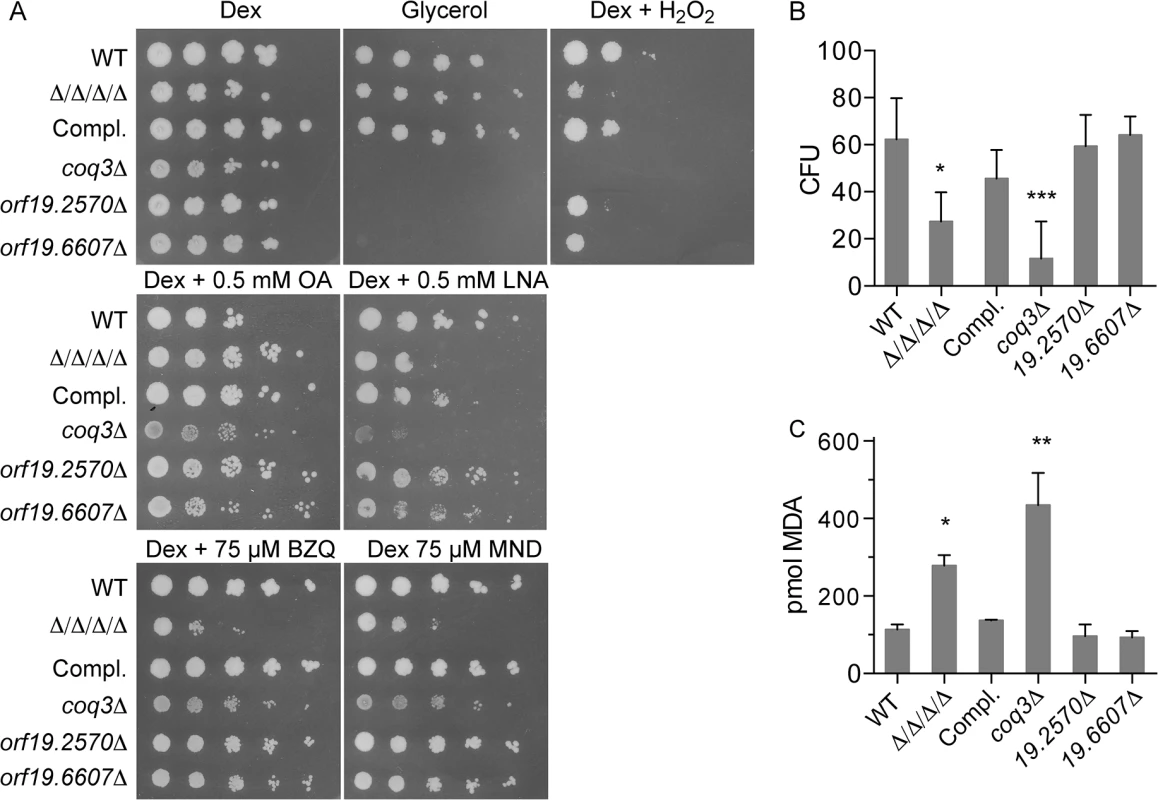 Comparison of the Δ/Δ/Δ/Δ mutant with a <i>coq3Δ</i> mutant that fails to produce ubiquinone.