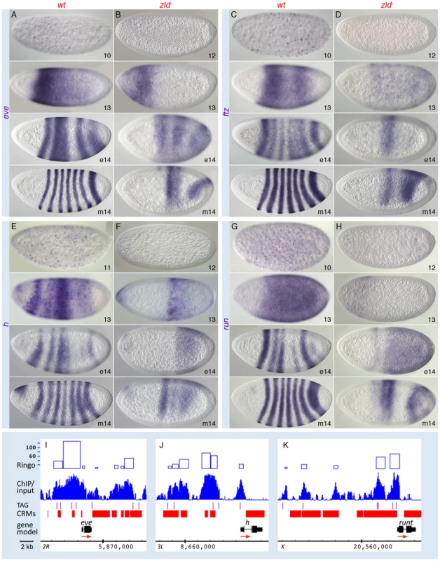 Pair-rule patterns are altered in <i>zld<sup>−</sup></i> embryos.