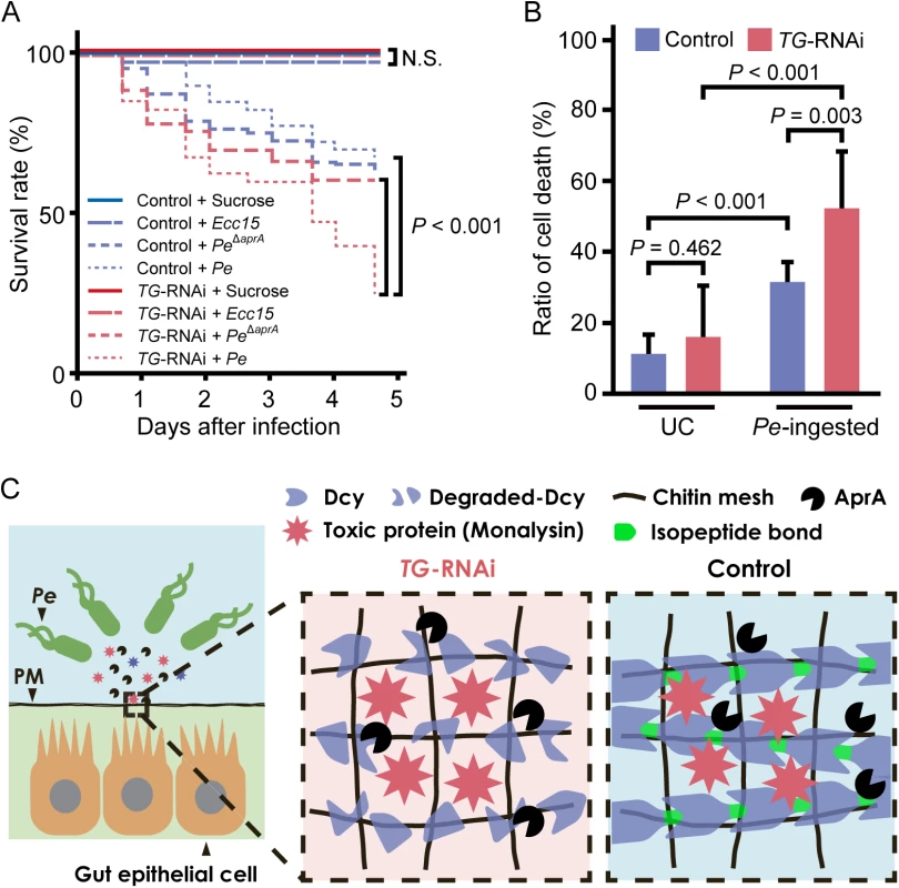 TG-dependent protection against <i>P</i>. <i>entomophila</i> infection in the gut.