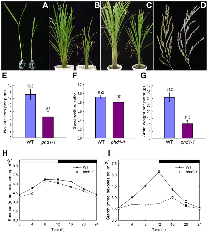 <i>phd1</i> mutant phenotypes.