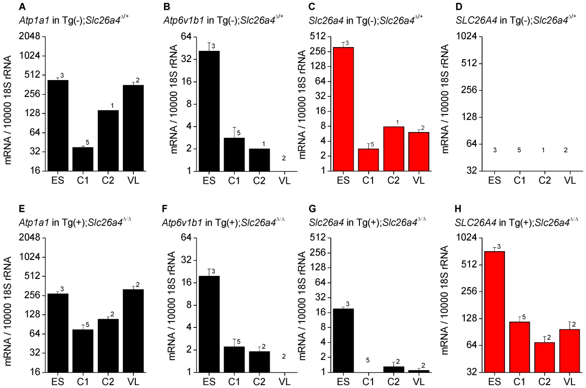 <i>Atp1a1</i>, <i>Atp6v1b1</i>, <i>Slc26a4</i>, and <i>SLC26A4</i> mRNA levels in inner ear tissues.