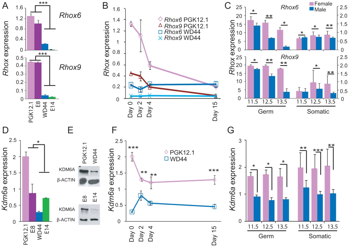 Sexual dimorphism of <i>Rhox6</i> and <i>9</i> and <i>Kdm6a</i> expression in ES cells and embryos.