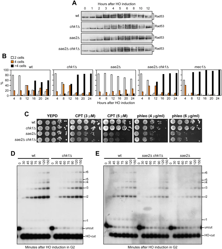 The lack of Chk1 does not suppress the hypersensitivity to DNA damaging agents of <i>sae2</i>Δ cells.