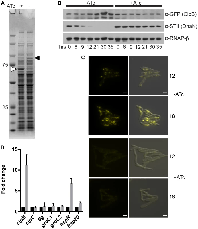 ClpB relocalizes to polar foci and is upregulated after DnaK depletion.