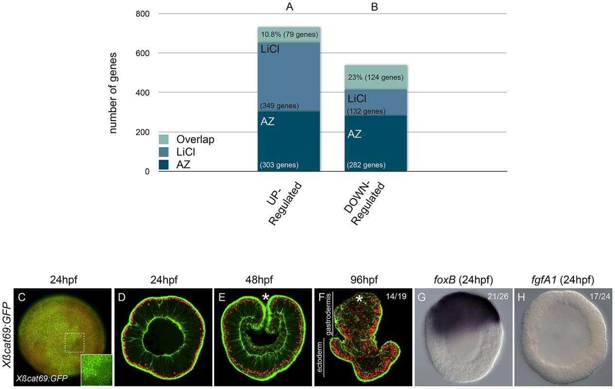The effects of AZ and LiCl on global gene expression and their specificity in activating canonical Wnt signaling.