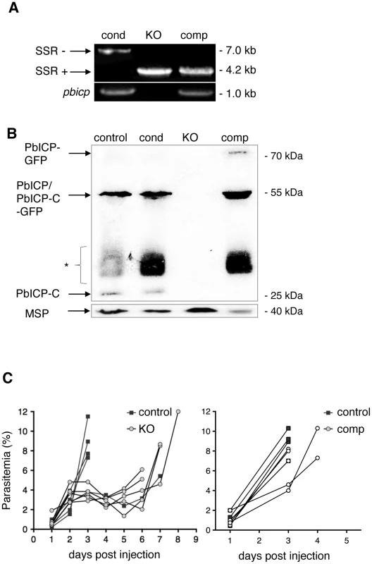 PbICP is not essential for parasite blood stage development.