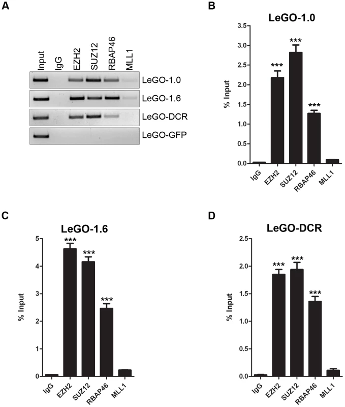 Overexpressed <i>mPINC</i> transcripts interact with PRC2 in HC11 cells.