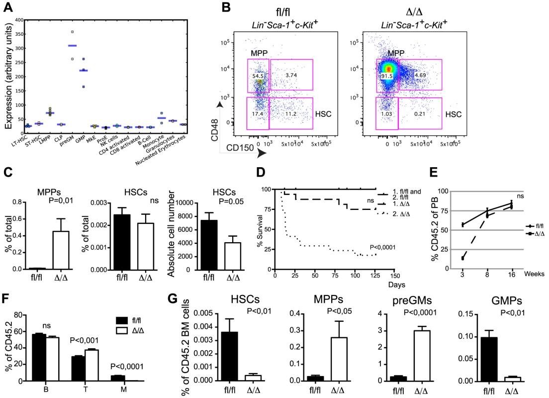 Loss of <i>Cebpa</i> affects HSC self-renewal.