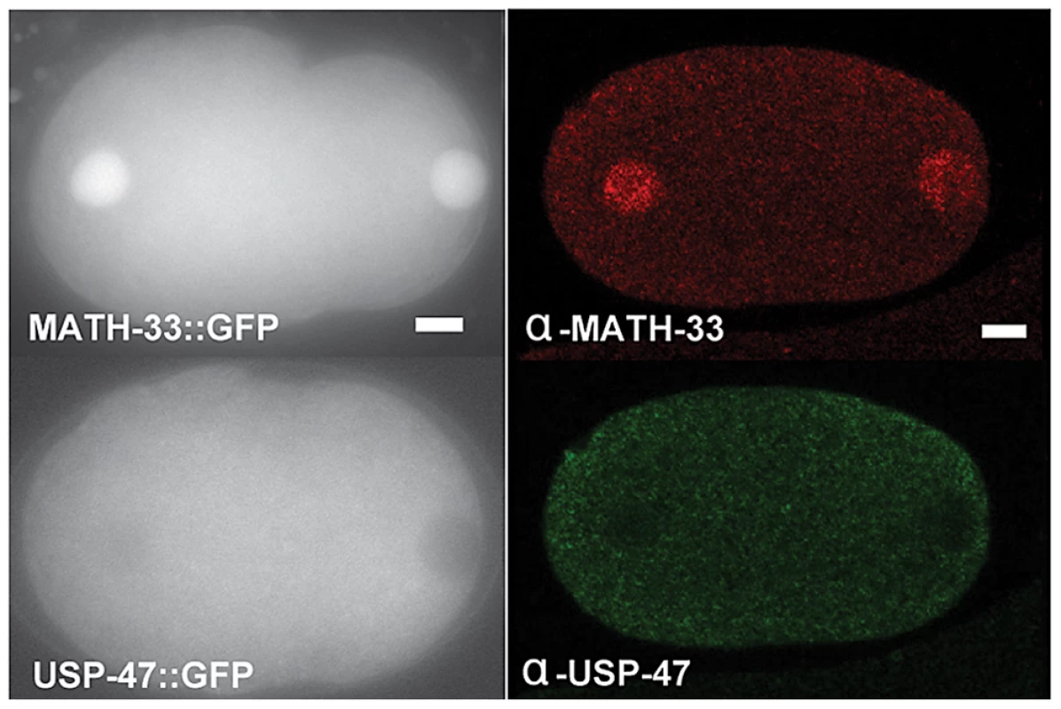 MATH-33 and USP-47 are not enriched at cortex or centrosome.